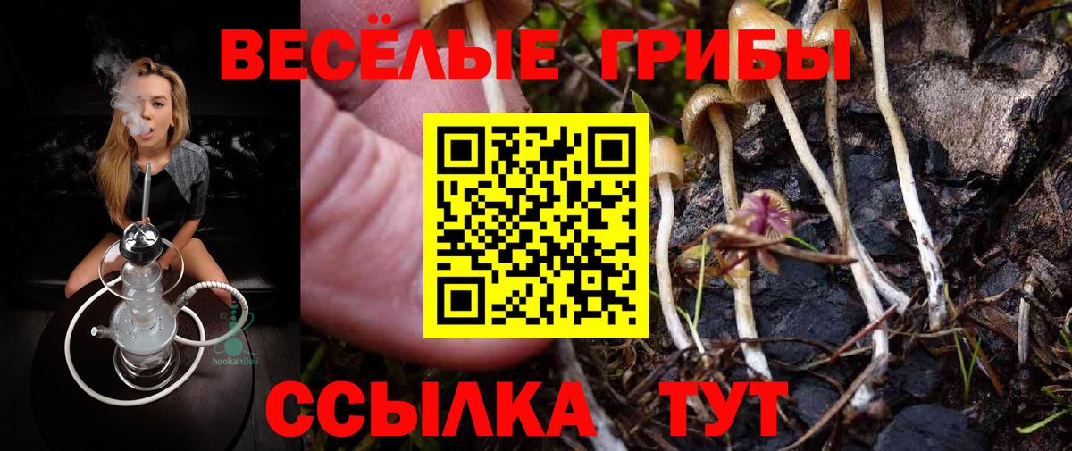 Галлюциногенные грибы мицелий  Вход с VPN  Галлюциногенные грибы Psilocybe  Бийск 